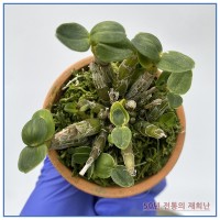 진금강서 250515-04
