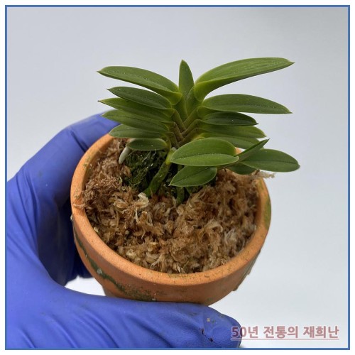 녹보 250515-02