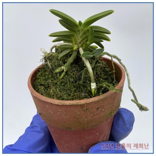 녹보 250515-10