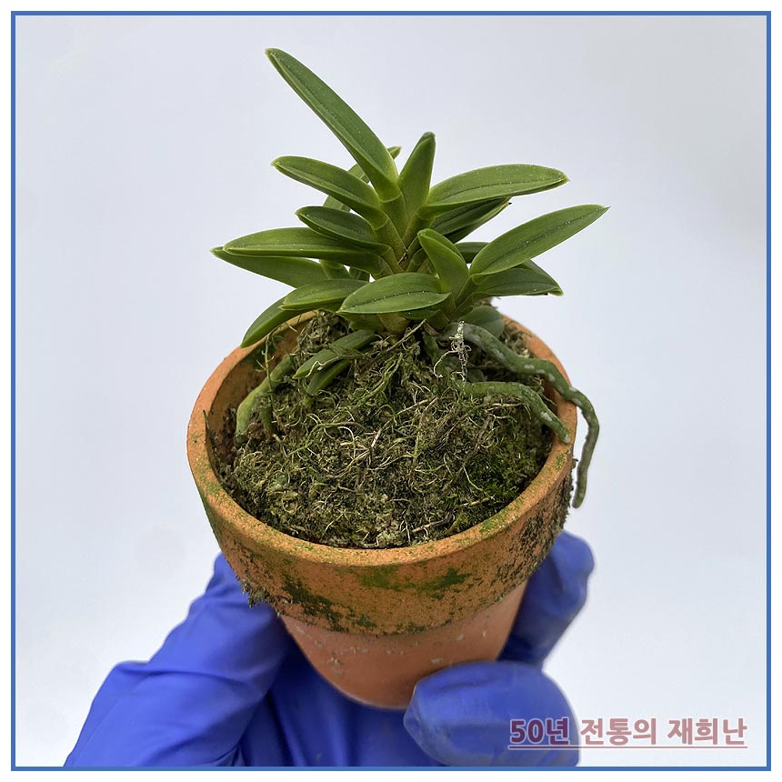 녹보 250515-11