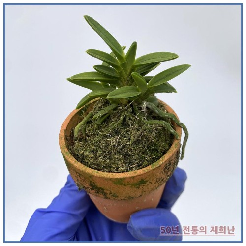 녹보 250515-11