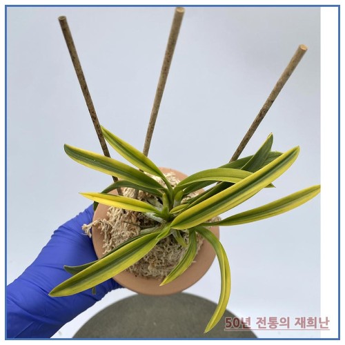 청축부악 250515-01