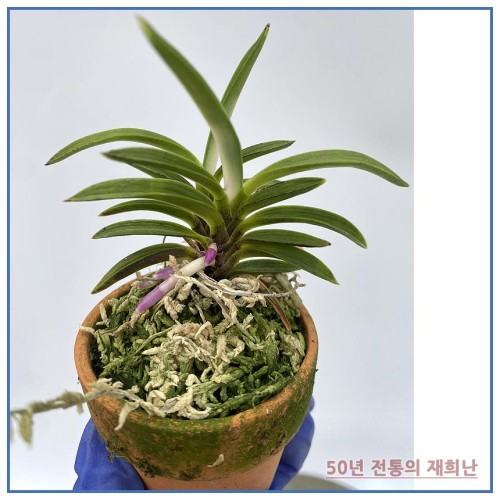 풍명전 250515-16