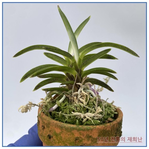 풍명전 250515-16