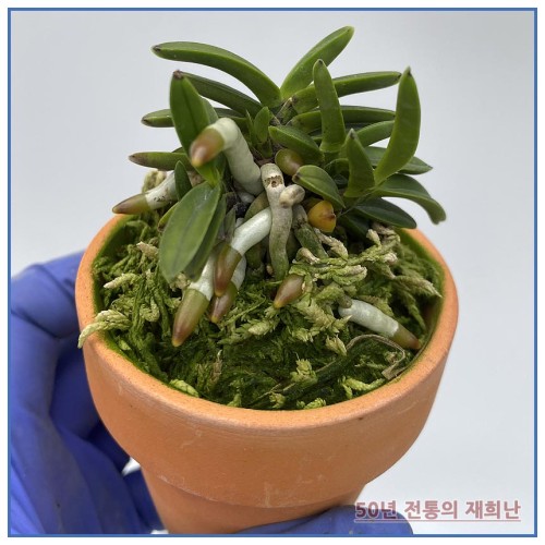 흑진주 250515-05