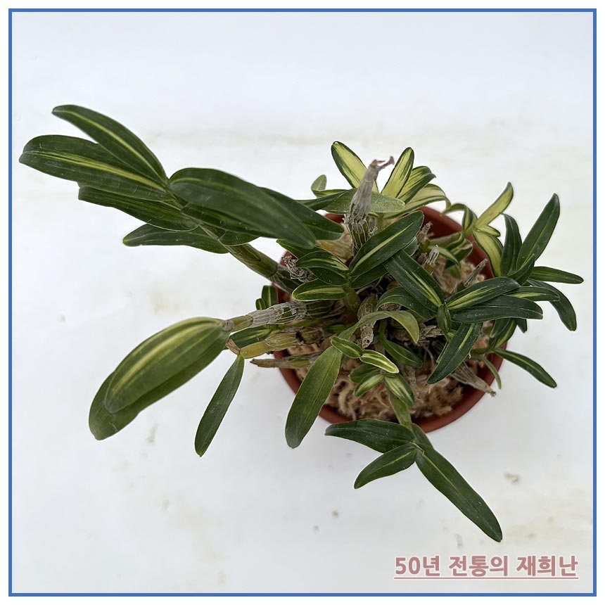 금성금 250915-07