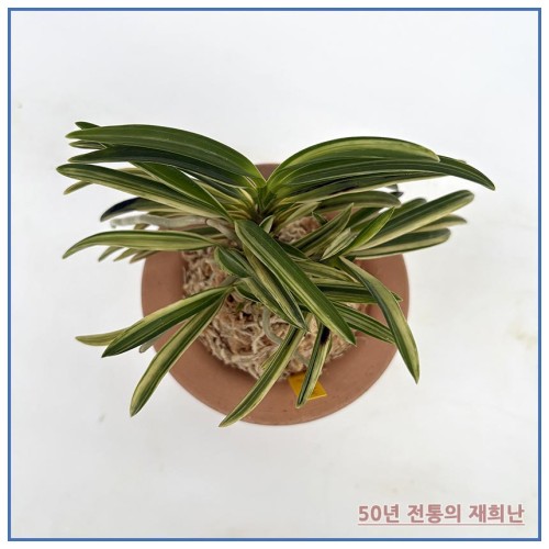 팔중의  27